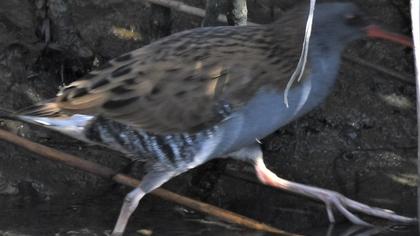 Water Rail