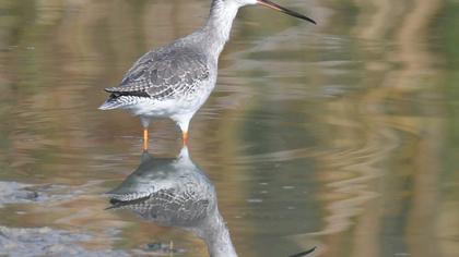 Spotted Redshank