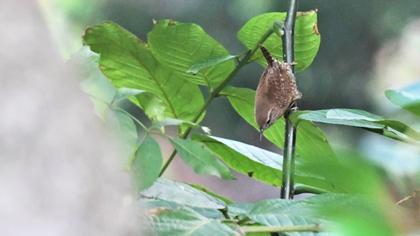 Eurasian Wren