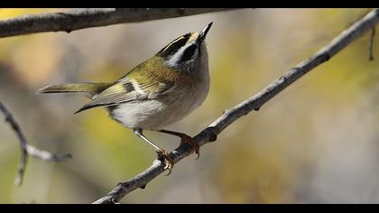 Common Firecrest