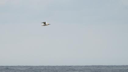 Northern Gannet