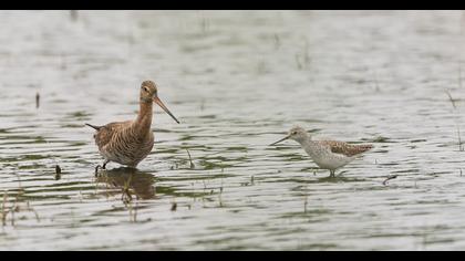 Marsh Sandpiper