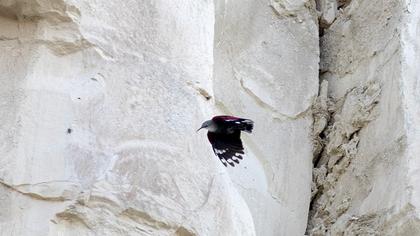 Wallcreeper