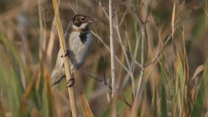 Common Reed Bunting