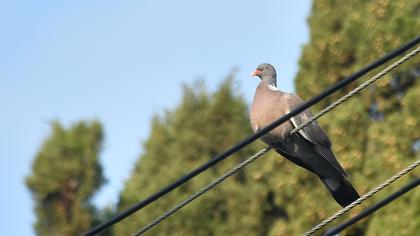 Common Wood Pigeon