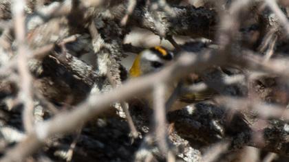 Common Firecrest