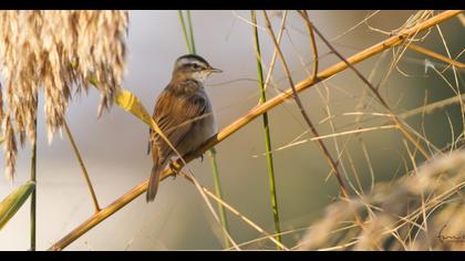 Moustached Warbler