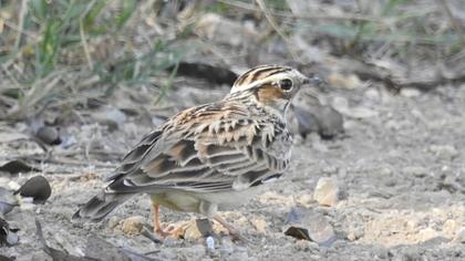 Woodlark