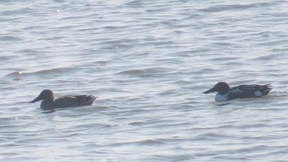Northern Shoveler