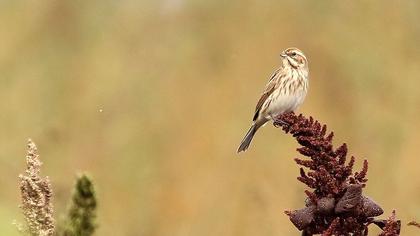 Common Reed Bunting