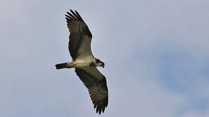 Western Osprey