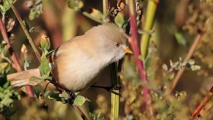 Bearded Reedling