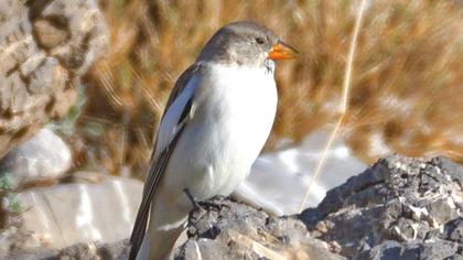White-winged Snowfinch