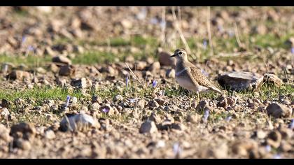 Eurasian Dotterel