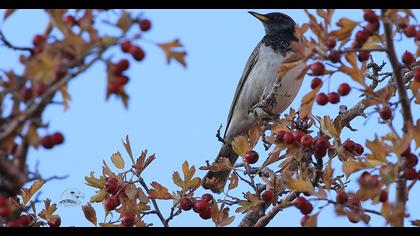 Black-throated Thrush