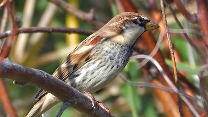 Spanish Sparrow
