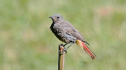 Black Redstart