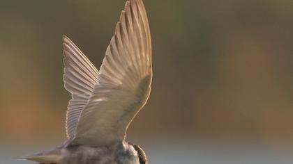 Whiskered Tern