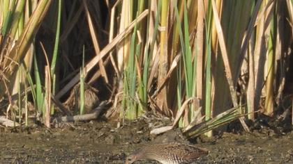 Spotted Crake