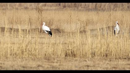White Stork
