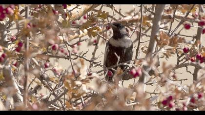 Ring Ouzel