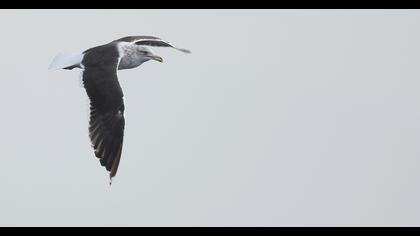 Lesser Black-backed Gull