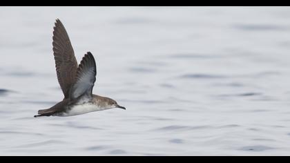 Yelkouan Shearwater