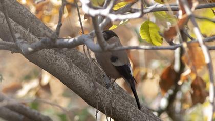 Eurasian Bullfinch
