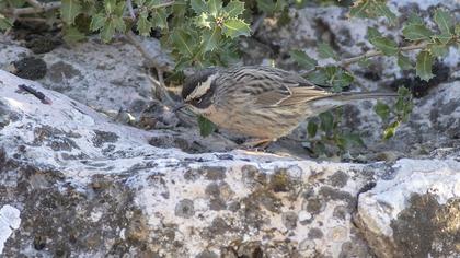 Radde`s Accentor