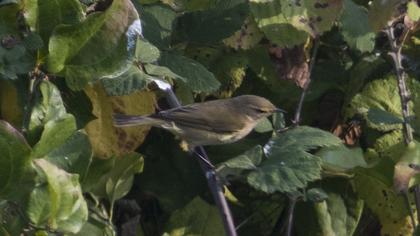 Eastern Bonelli`s Warbler