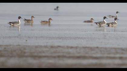 Northern Pintail