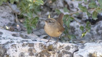 Eurasian Wren