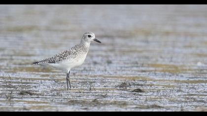 Grey Plover