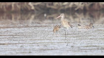 Black-tailed Godwit