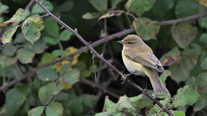 Common Chiffchaff