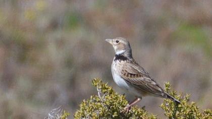 Calandra Lark