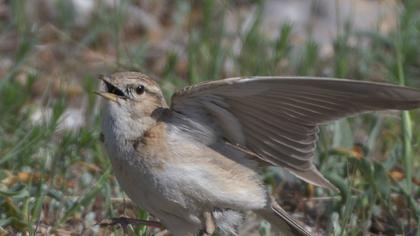 Greater Short-toed Lark