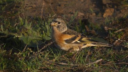 Brambling