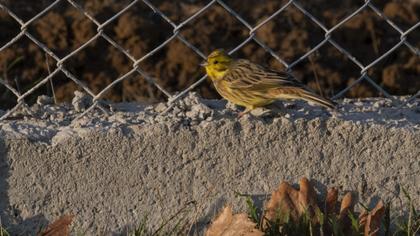 Yellowhammer