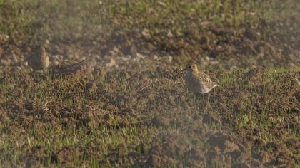 European Golden Plover