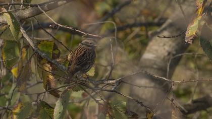 Dunnock