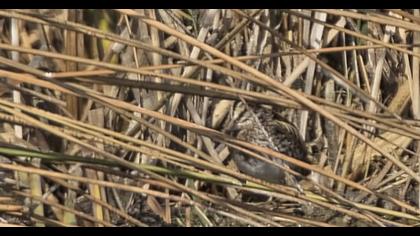 Jack Snipe