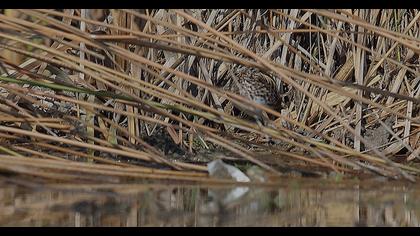 Jack Snipe