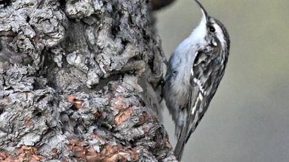 Short-toed Treecreeper