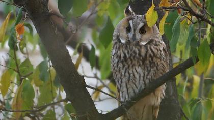 Long-eared Owl