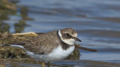 Little Ringed Plover