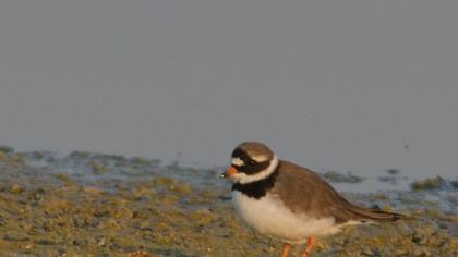 Common Ringed Plover