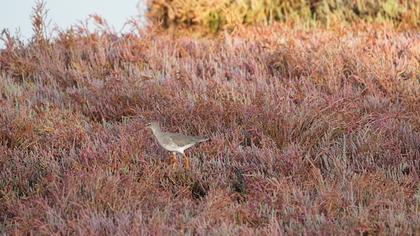 Common Redshank
