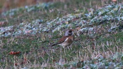 Fieldfare