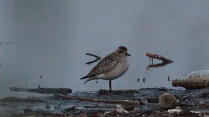 Grey Plover